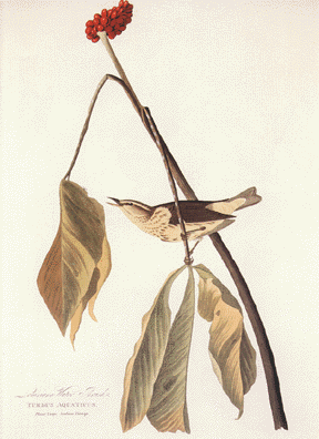 Louisiana Water Thrush Louisiana Water Thrush