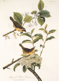 Yellow Breasted Warbler