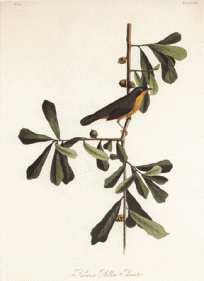 Roscoes Yellow-Throat