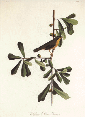 Roscoes Yellow-Throat