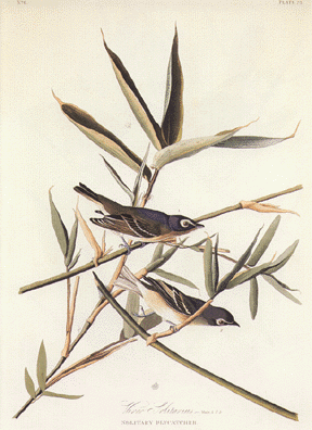 Solitary Flycatcher Solitary Flycatcher