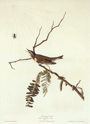 Red Eyed Vireo Red Eyed Vireo