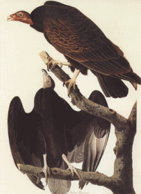 Turkey Buzzard