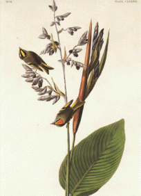 American Crested Wren