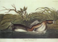 American Pied-Bill Dobchick