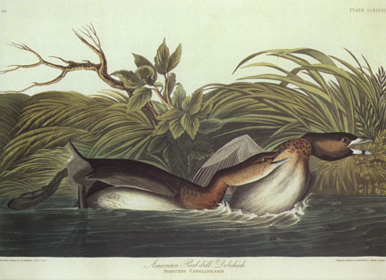 American Pied-Bill Dobchick American Pied-Bill Dobchick