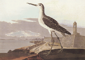 Green Shank Green Shank