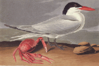Royal Tern