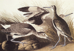 Willet Willet