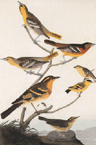 A Feathered Pot-Pourri