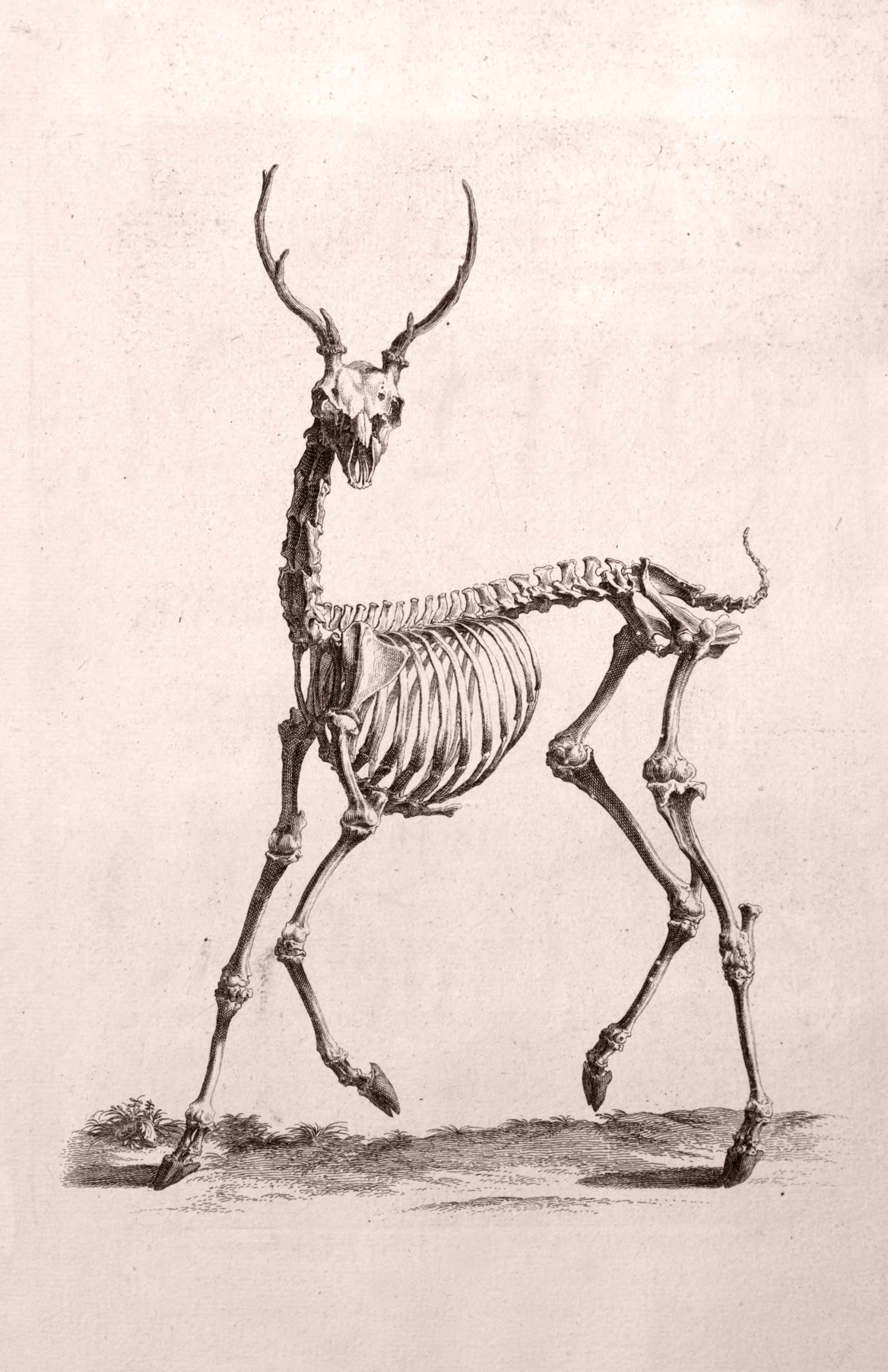 ASIP-485-Cheselden-Anatomy-14-Deer