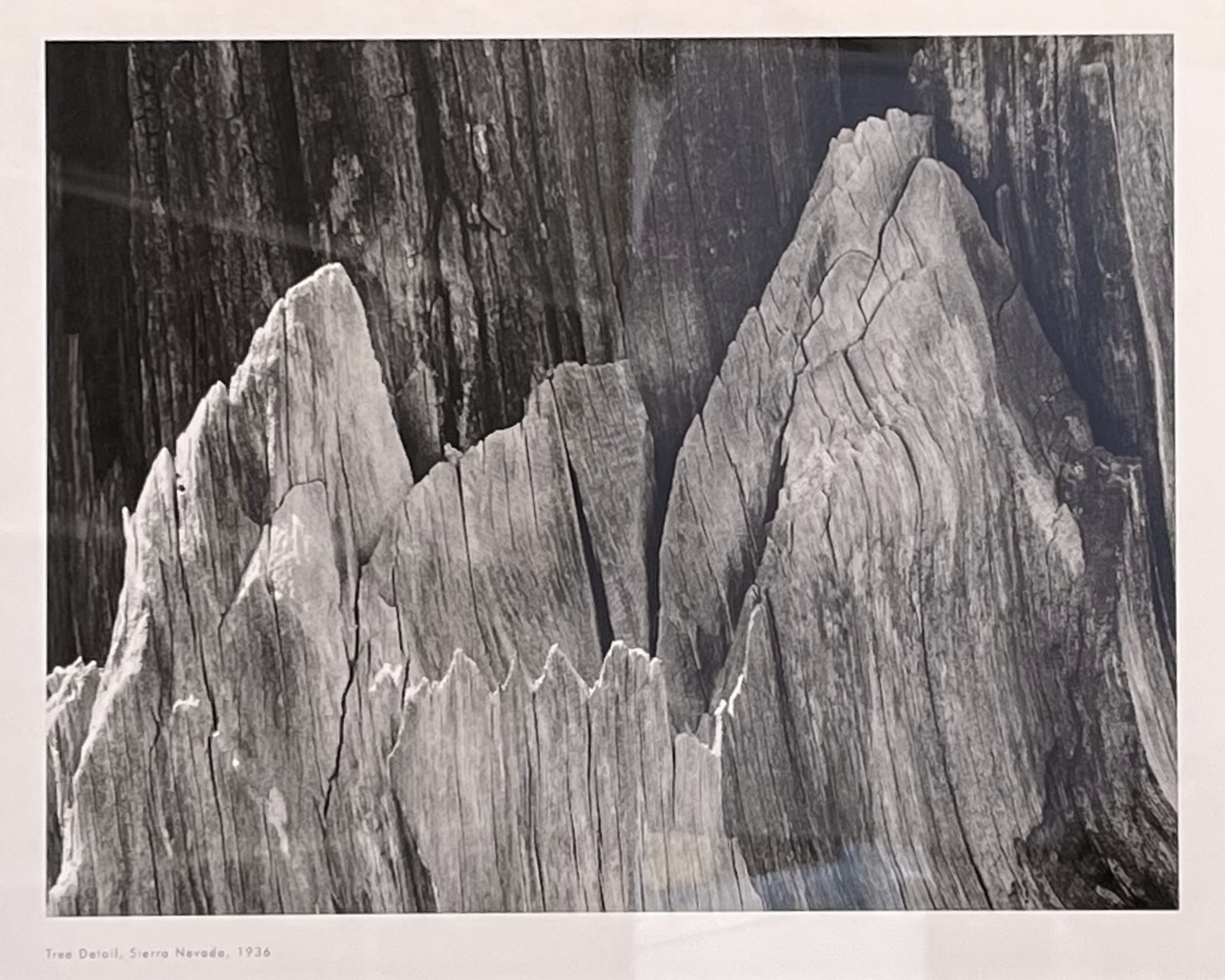 Ansel Adams 1936 Tree Detail, Sierra Nevada - Image 2